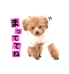トイプードルここてん（個別スタンプ：36）