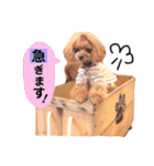 トイプードルここてん（個別スタンプ：38）