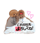 トイプードルここてん（個別スタンプ：39）