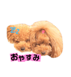 トイプードルここてん（個別スタンプ：40）