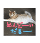 諭吉はん（個別スタンプ：15）
