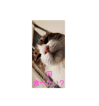 ゆづーマの日常会話（個別スタンプ：14）