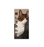 ゆづーマの日常会話（個別スタンプ：19）