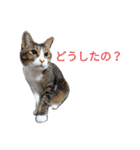 ネコトノハ（個別スタンプ：1）