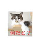 ネコトノハ（個別スタンプ：6）