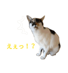 ネコトノハ（個別スタンプ：8）