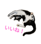 ネコトノハ（個別スタンプ：9）