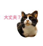 ネコトノハ（個別スタンプ：10）