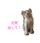 ネコトノハ（個別スタンプ：11）