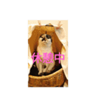 ネコトノハ（個別スタンプ：13）