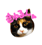 ネコトノハ（個別スタンプ：16）