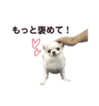 あざといチワワ（個別スタンプ：1）