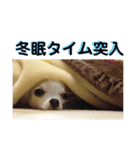 あざといチワワ（個別スタンプ：2）