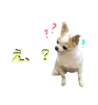 あざといチワワ（個別スタンプ：4）