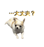 あざといチワワ（個別スタンプ：6）