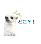 あざといチワワ（個別スタンプ：9）