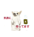 あざといチワワ（個別スタンプ：13）