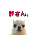 あざといチワワ（個別スタンプ：15）
