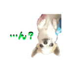 あざといチワワ（個別スタンプ：16）