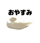 雑なコールダックのイチ君のスタンプだ（個別スタンプ：6）