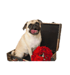 ！パグ モグ スタンプ！PUG（個別スタンプ：1）
