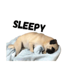 ！パグ モグ スタンプ！PUG（個別スタンプ：2）