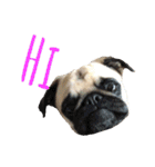 ！パグ モグ スタンプ！PUG（個別スタンプ：3）