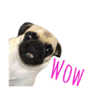 ！パグ モグ スタンプ！PUG（個別スタンプ：4）