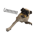 ！パグ モグ スタンプ！PUG（個別スタンプ：5）