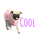 ！パグ モグ スタンプ！PUG（個別スタンプ：6）