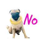 ！パグ モグ スタンプ！PUG（個別スタンプ：7）