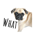 ！パグ モグ スタンプ！PUG（個別スタンプ：8）