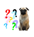 ！パグ モグ スタンプ！PUG（個別スタンプ：9）