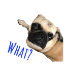 ！パグ モグ スタンプ！PUG（個別スタンプ：10）
