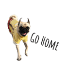 ！パグ モグ スタンプ！PUG（個別スタンプ：12）