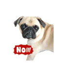 ！パグ モグ スタンプ！PUG（個別スタンプ：13）