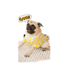 ！パグ モグ スタンプ！PUG（個別スタンプ：14）