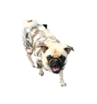 ！パグ モグ スタンプ！PUG（個別スタンプ：15）