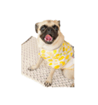！パグ モグ スタンプ！PUG（個別スタンプ：16）