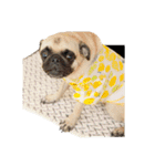 ！パグ モグ スタンプ！PUG（個別スタンプ：17）