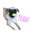 ！パグ モグ スタンプ！PUG（個別スタンプ：19）