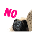 ！パグ モグ スタンプ！PUG（個別スタンプ：20）