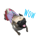 ！パグ モグ スタンプ！PUG（個別スタンプ：21）