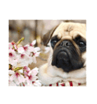 ！パグ モグ スタンプ！PUG（個別スタンプ：22）