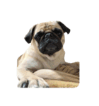 ！パグ モグ スタンプ！PUG（個別スタンプ：23）