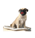 ！パグ モグ スタンプ！PUG（個別スタンプ：24）