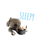 ！パグ モグ スタンプ！PUG（個別スタンプ：25）