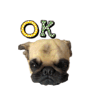 ！パグ モグ スタンプ！PUG（個別スタンプ：27）