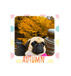 ！パグ モグ スタンプ！PUG（個別スタンプ：31）