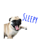 ！パグ モグ スタンプ！PUG（個別スタンプ：33）